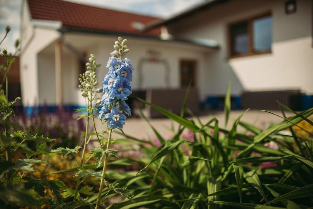 Apartman U Draba: Ubytovani Na Slovacku V Miloticich U Kyjova Milotice ภายนอก รูปภาพ